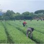 Copertina di Caporalato, controlli dei carabinieri su 900 aziende agricole: più della metà sono risultate irregolari