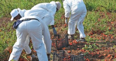 Copertina di Caporalato, irregolare un’azienda su due