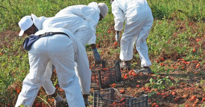 Caporalato, irregolare un’azienda su due