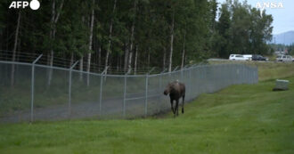 Copertina di Un alce “sorveglia” l’ingresso della base di Anchorage, in Alaska, alla vigilia del vertice Trump-Putin
