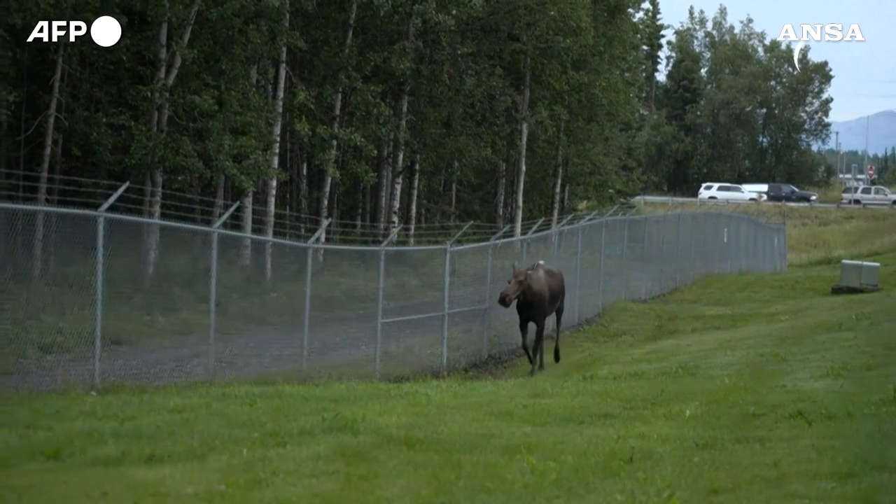 Un alce “sorveglia” l’ingresso della base di Anchorage, in Alaska, alla vigilia del vertice Trump Putin