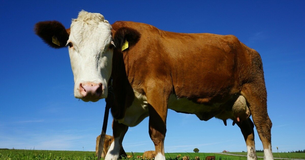 “Sono viva per miracolo”: circondata e calpestata da una mandria di mucche mentre passeggia con il cane, si finge morta per sopravvivere alla violenza degli animali