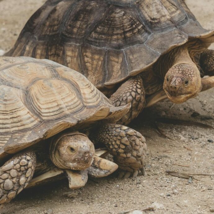 “Ha spedito 850 tartarughe di specie protette nascondendole nei calzini”: contrabbandiere rischia 5 anni di carcere