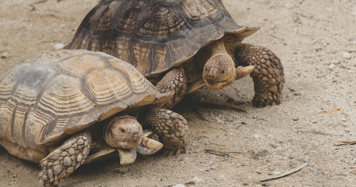 ha spedito 850 tartarughe di specie protette nascondendole nei calzini contrabbandiere rischia 5 anni di carcere