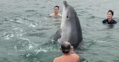 Copertina di “Siamo sempre più preoccupati per questo delfino solitario. Non nuotate con loro, non toccateli. Rischiate di ucciderli”: l’allarme degli esperti marini