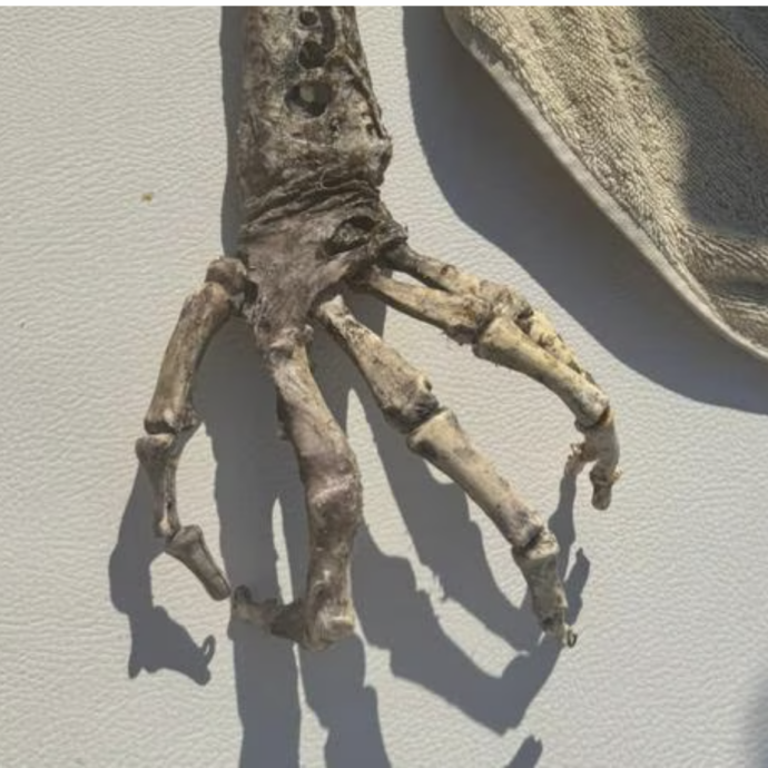 “C’è un cimitero di resti umani, è pieno di scheletri”: la scoperta choc nei fondali di Lipari, poi la scoperta. Ecco cosa c’entra Christopher Nolan