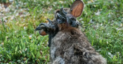 Copertina di “Hanno dei tentacoli che gli spuntano dalla testa”: scatta l’allarme per l’invasione di “conigli Frankenstein”, ecco cosa sta succedendo