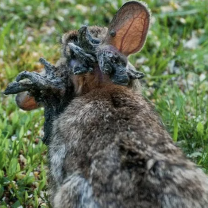 “Hanno dei tentacoli che gli spuntano dalla testa”: scatta l’allarme per l’invasione di “conigli Frankenstein”, ecco cosa sta succedendo
