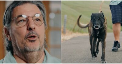 Copertina di “Il cane si è messo tra il toro infuriato e la sua famiglia, così ha salvato la vita ai suoi padroni”: il gesto eroico di Ziya