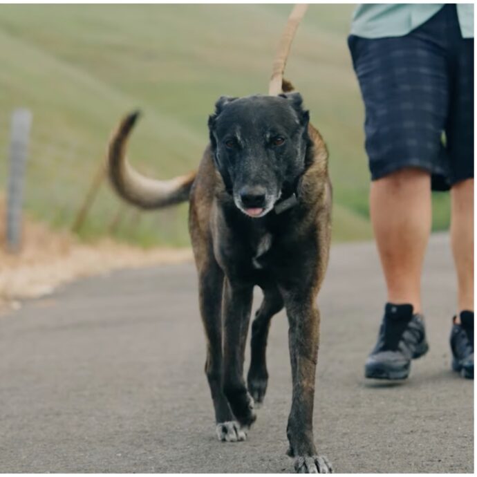 “Il cane si è messo tra il toro infuriato e la sua famiglia, così ha salvato la vita ai suoi padroni”: il gesto eroico di Ziya