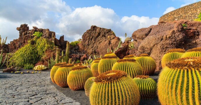 Cactus, vulcani e orge: un “trip” a Lanzarote col satiro Houellebecq