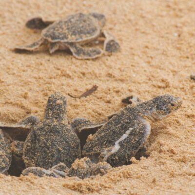 Copertina di Sicilia, morìa di tartarughe. Tutta colpa del dissalatore