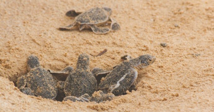 Sicilia, morìa di tartarughe. Tutta colpa del dissalatore