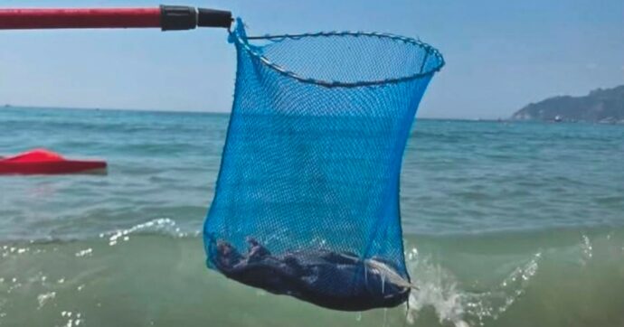 Agosto horribilis a Salerno: dopo la bufera è scattata la pesca al topo di fogna in mare