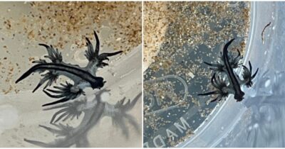 Copertina di “Allarme draghi blu sulle coste spagnole”: chiuse momentaneamente alcune spiagge in provincia di Alicante