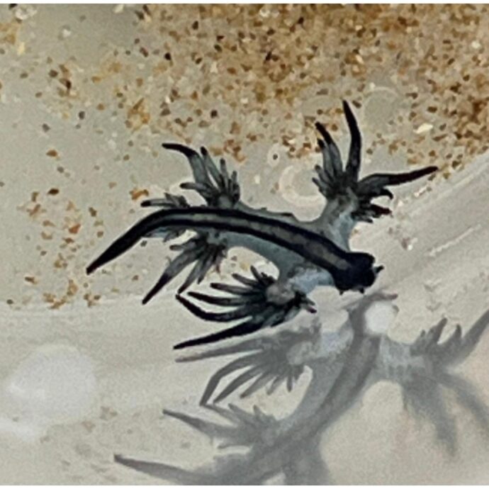 “Allarme draghi blu sulle coste spagnole”: chiuse momentaneamente alcune spiagge in provincia di Alicante