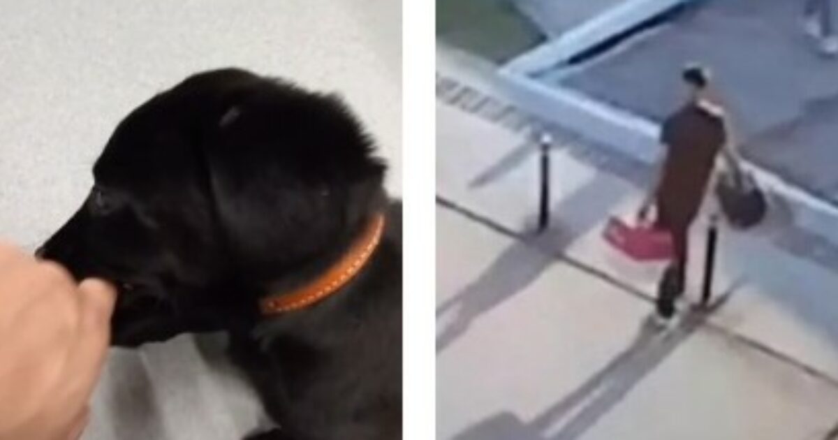 Gli dicono che non può portare il suo cane, lo abbandona in aeroporto e parte: la storia e il video del cucciolo Zurich