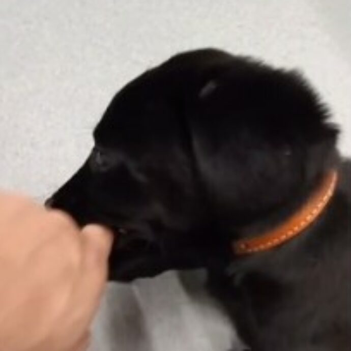 Gli dicono che non può portare il suo cane, lo abbandona in aeroporto e parte: la storia e il video del cucciolo Zurich