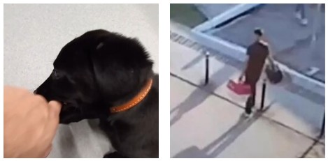 Gli dicono che non può portare il suo cane, lo abbandona in aeroporto e parte: la storia e il video del cucciolo Zurich Gli dicono che non può portare il suo cane, lo abbandona in aeroporto e parte: la storia e il video del cucciolo Zurich