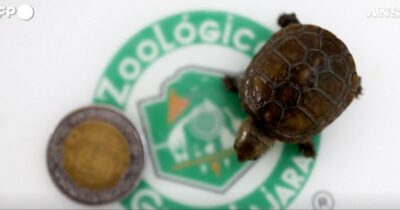 Copertina di In uno zoo del Messico è nata la tartaruga del fango di Vallarta, la più piccola del mondo