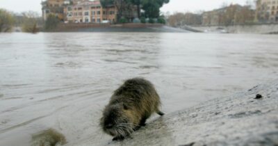 Copertina di Lepri e nutrie abbattute nel parco di San Giuliano Milanese, proteste dei cittadini sui social