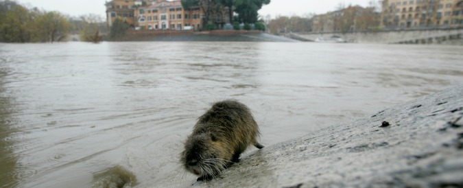 Lepri e nutrie abbattute nel parco di San Giuliano Milanese, proteste dei cittadini sui social