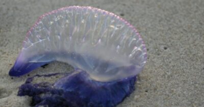 Copertina di “Tentacoli fino a 30 metri, le punture possono essere letali”: allarme caravella portoghese, la “super medusa” arriva anche in Italia. Cosa fare in caso di contatto