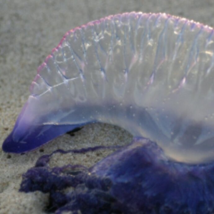 “Tentacoli fino a 30 metri, le punture possono essere letali”: allarme caravella portoghese, la “super medusa” arriva anche in Italia. Cosa fare in caso di contatto