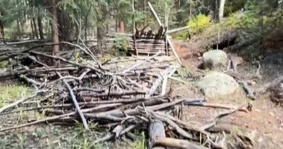 Porta il figlio e la sorella a vivere nei boschi per paura “che l’uomo venga fuso con le macchine”: trovati morti. La storia di Rebecca Vance