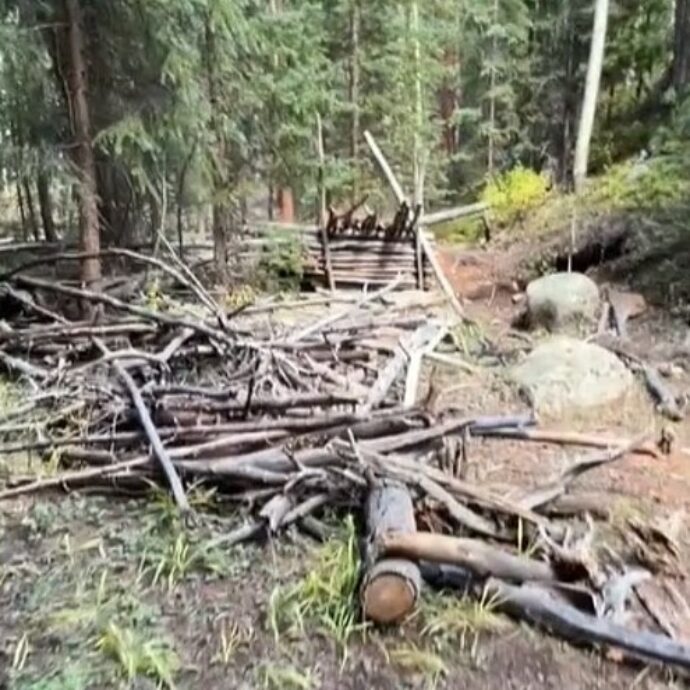 Porta il figlio e la sorella a vivere nei boschi per paura “che l’uomo venga fuso con le macchine”: trovati morti. La storia di Rebecca Vance