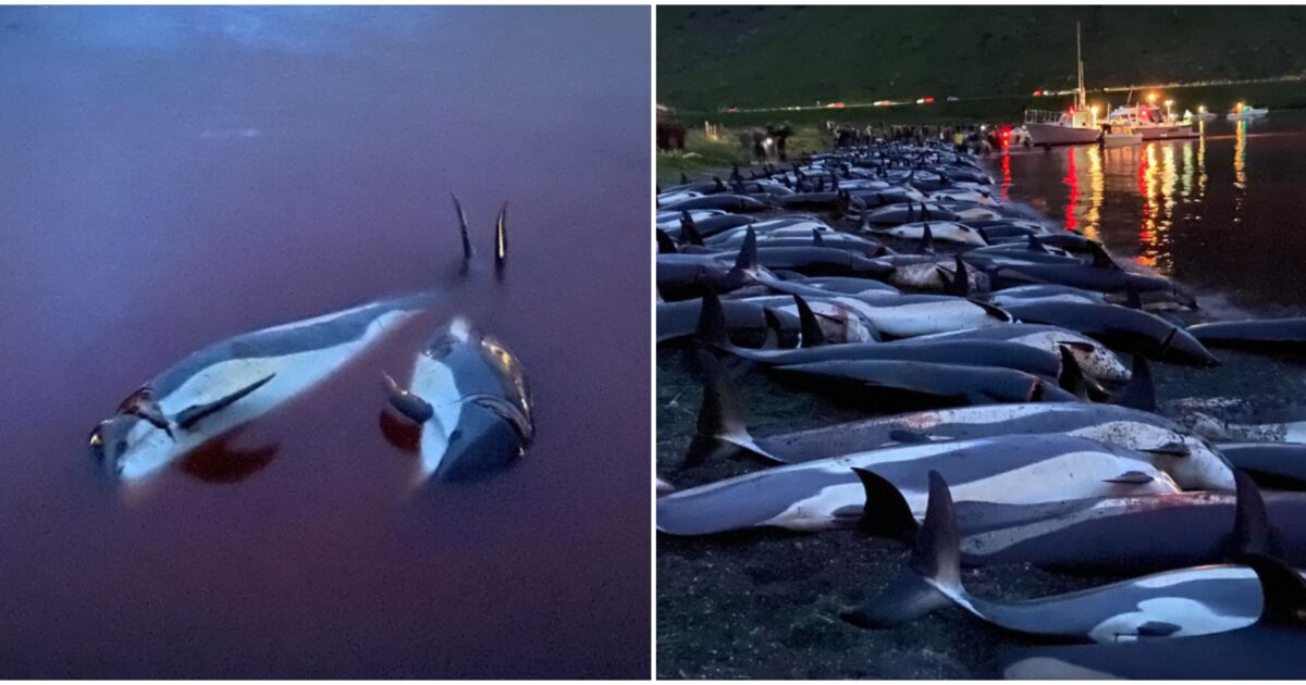 “Oltre cinquanta delfini ammazzati nel mare delle isole Fær Øer. Altre mattanze in corso”: la “grindadrap” va avanti inesorabile tra le polemiche “Oltre cinquanta delfini ammazzati nel mare delle isole Fær Øer. Altre mattanze in corso”: la “grindadrap” va avanti inesorabile tra le polemiche