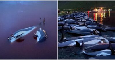 Copertina di “Oltre cinquanta delfini ammazzati nel mare delle isole Fær Øer. Altre mattanze in corso”: la “grindadrap” va avanti inesorabile tra le polemiche