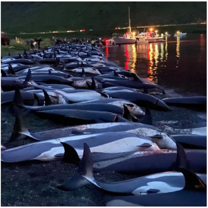 “Oltre cinquanta delfini ammazzati nel mare delle isole Fær Øer. Altre mattanze in corso”: la “grindadrap” va avanti inesorabile tra le polemiche