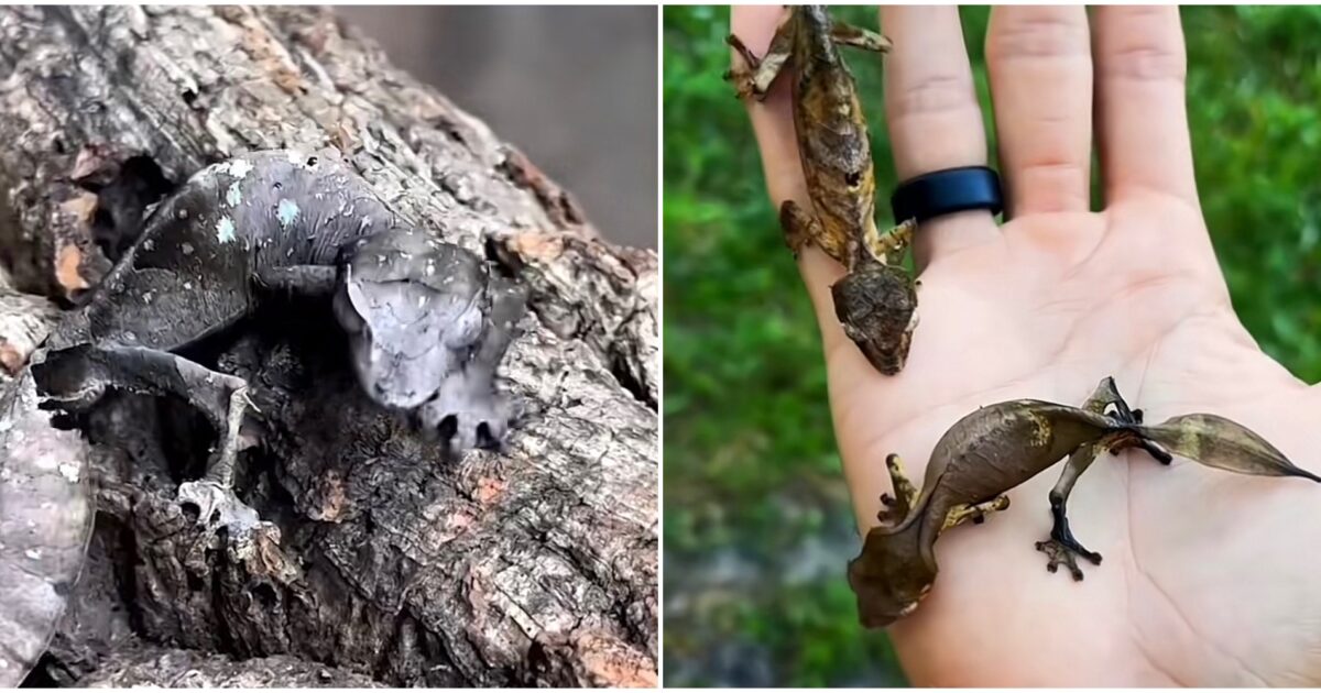 il geco satanico 232 mimetico fastidioso per i predatori e ha un ruolo importante nell8217equilibrio delle foreste del madagascar tutto quello che c8217232 da sapere