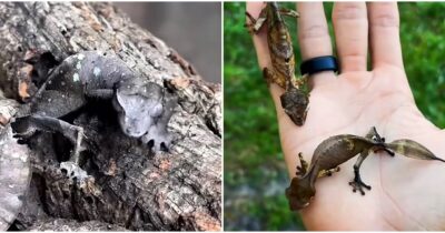 Copertina di “Il geco satanico è mimetico, fastidioso per i predatori e ha un ruolo importante nell’equilibrio delle foreste del Madagascar”: tutto quello che c’è da sapere