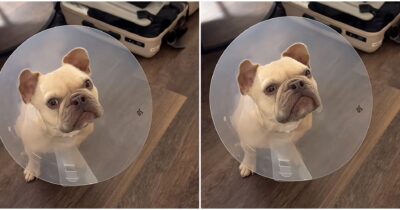 Copertina di “Quando il tuo cane scopre l’olfatto per la prima volta dopo l’intervento”: il video del bulldog Kygo è virale