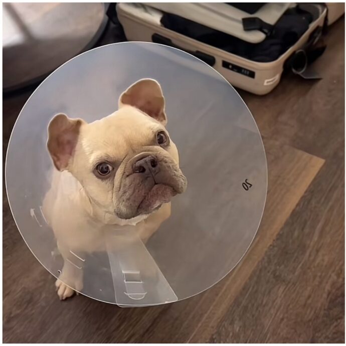 “Quando il tuo cane scopre l’olfatto per la prima volta dopo l’intervento”: il video del bulldog Kygo è virale