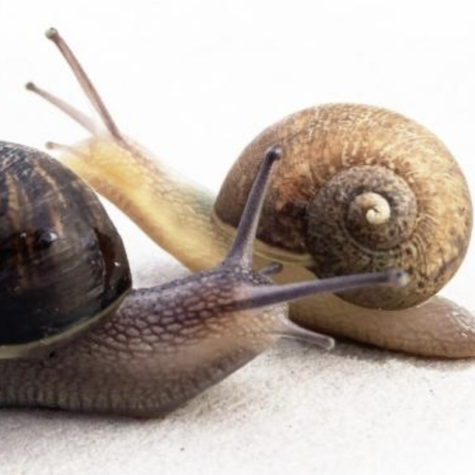 “Vuoi aiutare Ned a incontrare il vero amore?”: l’appello per trovare un partner alla chiocciolina col guscio che ‘va in direzione contraria’