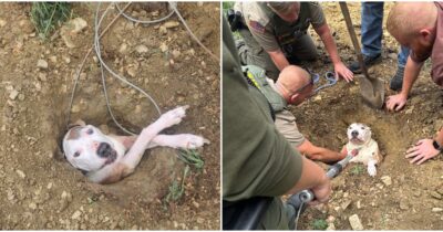 Copertina di “Si è aperta una buca in giardino dove stavano facendo dei lavori e il nostro cane ci è sprofondato dentro, abbiamo dovuto chiamare i soccorsi”: la storia di Bruiser