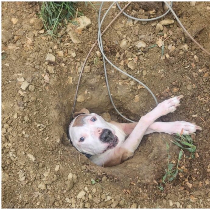 “Si è aperta una buca in giardino dove stavano facendo dei lavori e il nostro cane ci è sprofondato dentro, abbiamo dovuto chiamare i soccorsi”: la storia di Bruiser