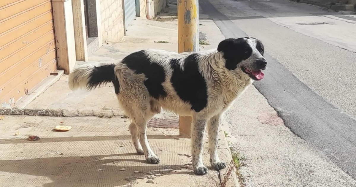 cane randagio sgozzato per essere mangiato merlino era amato da tutti 232 inaccettabile rabbia e dolore tra i cittadini di nora