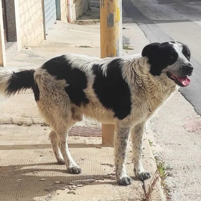 “Stop al consumo di carne di cane, gatto e pipistrello in Indonesia”: dopo 25 decessi per contagio di rabbia il governatore passa all’azione