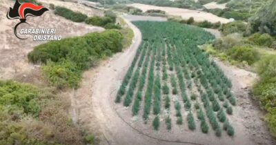 Copertina di Scoperta maxi piantagione di marijuana nell’Oristanese: otto arresti – Video