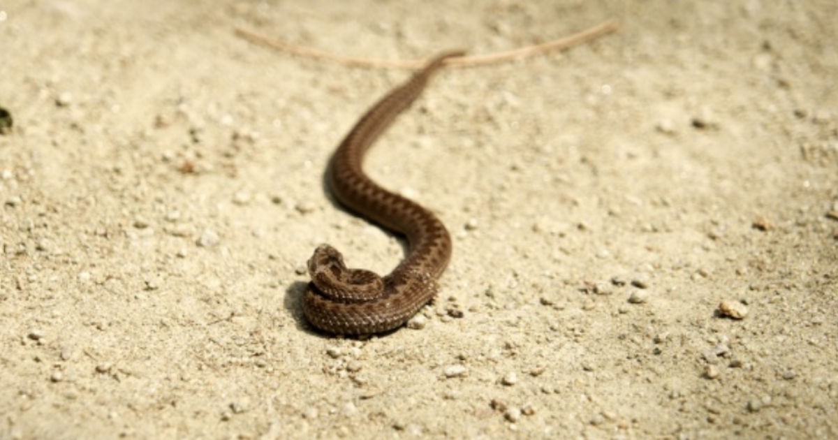 Turista morso da una vipera in spiaggia: il secondo caso in pochi giorni