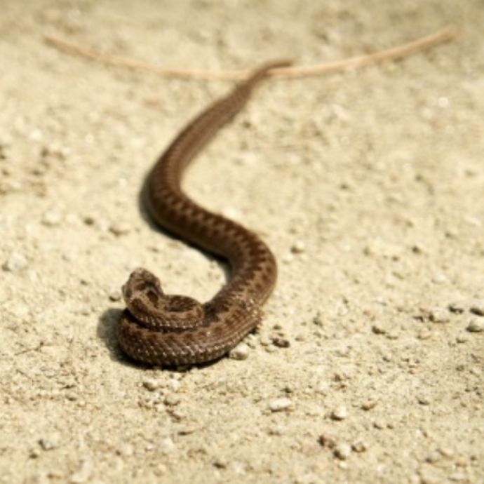 Turista morso da una vipera in spiaggia: il secondo caso in pochi giorni