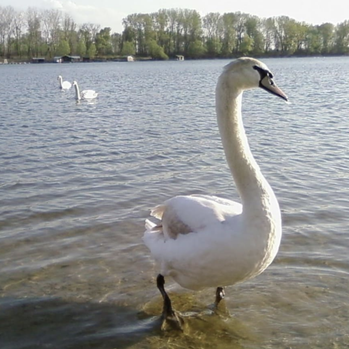 Ragazzini prendono a sassate e a bastonate un cigno, poi lo ammazzano con calci: “Poco distanti c’erano i genitori. Siamo scioccati dalla violenza immotivata”
