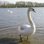 Copertina di Ragazzini uccidono un cigno a calci: "Violenza immotivata"