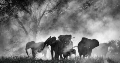 Copertina di Venezia 25, a Werner Herzog oramai riesce un film su dieci e non si salva Ghost elephants: la recensione