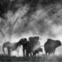 Copertina di Venezia 25, a Werner Herzog oramai riesce un film su dieci e non si salva Ghost elephants: la recensione