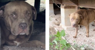 Copertina di Vede un cane abbandonato nella proprietà (deserta) dei vicini e decide di salvarlo. Ma poi ne arriva un altro: la storia di Chance e Nova – VIDEO